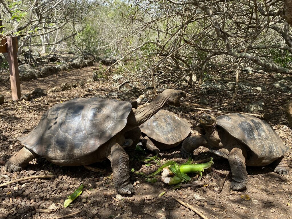 Ecuador San Cristobal La Galapaguera 1
