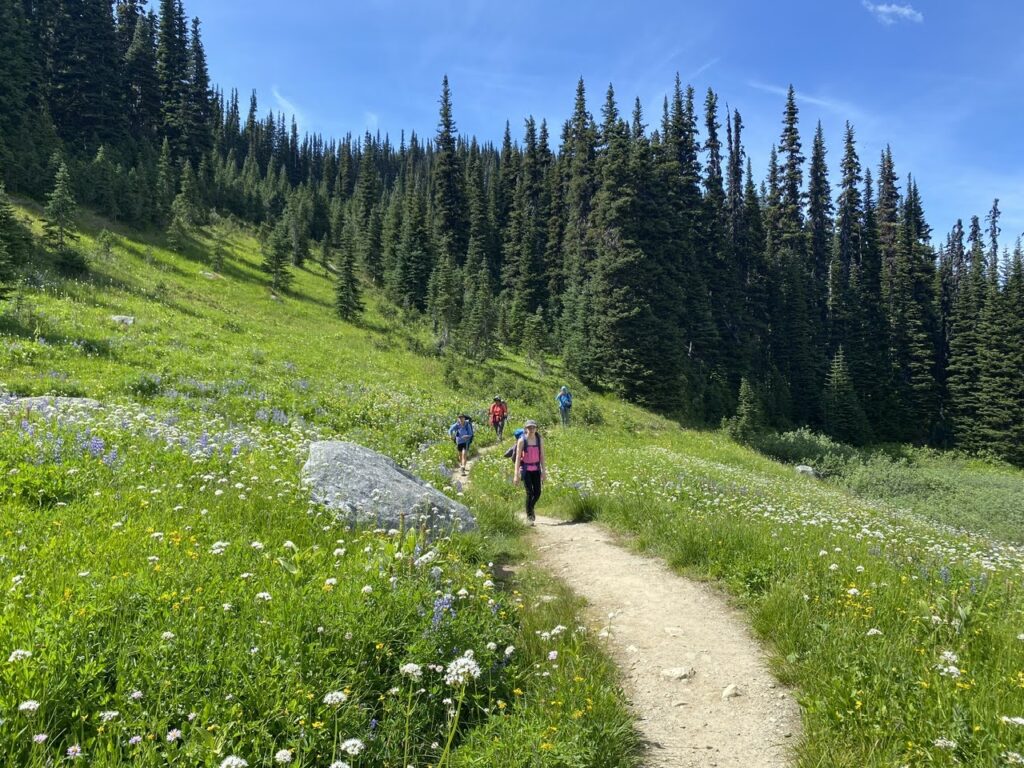 Singing Pass Wildflowers