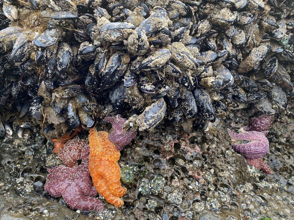 Sea Stars and Mussels at Canon Beach