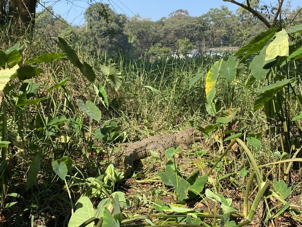 Crocodile sighting on Coracle Ride at Kali Adventure Camp