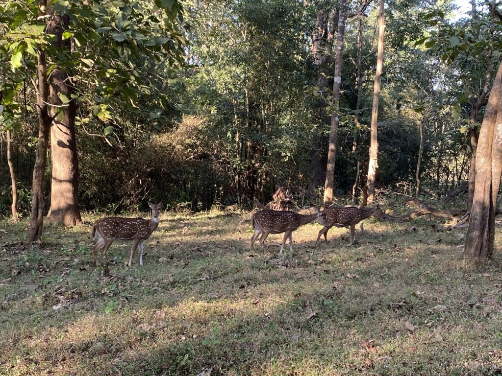 Kali Tiger Reserve Spotted Deer