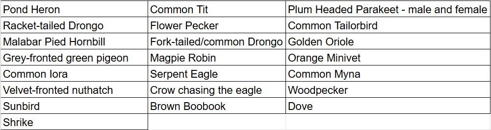 Birds spotted at Timber Depot in Dandeli