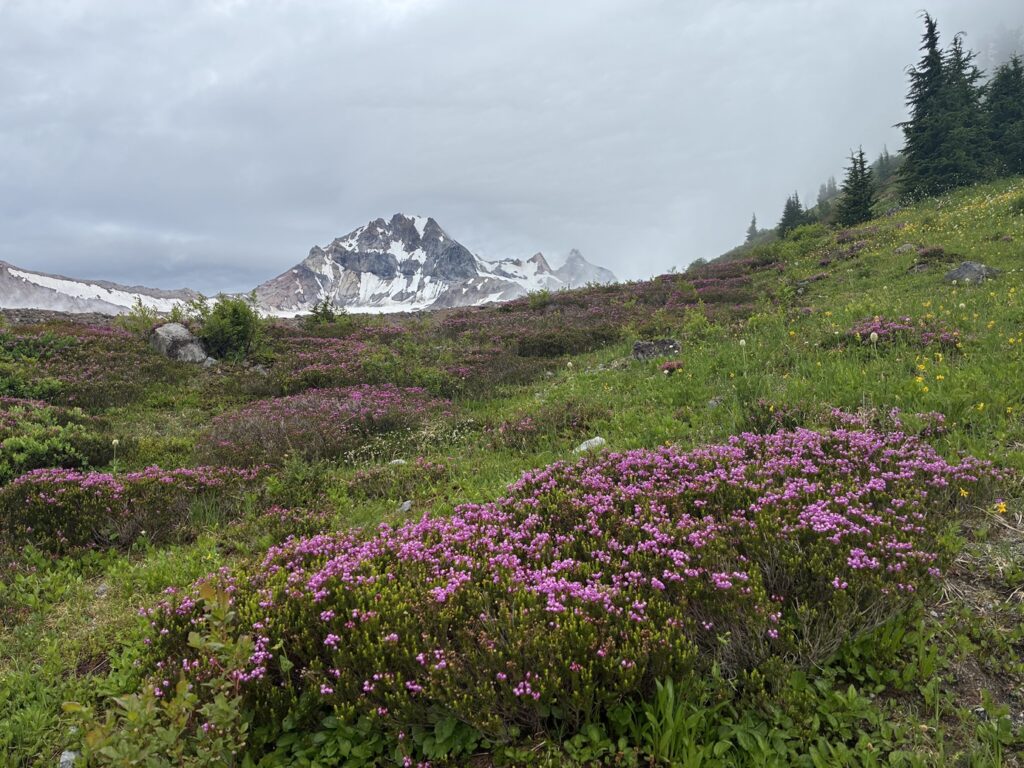 Opal Cone Hike Meadows