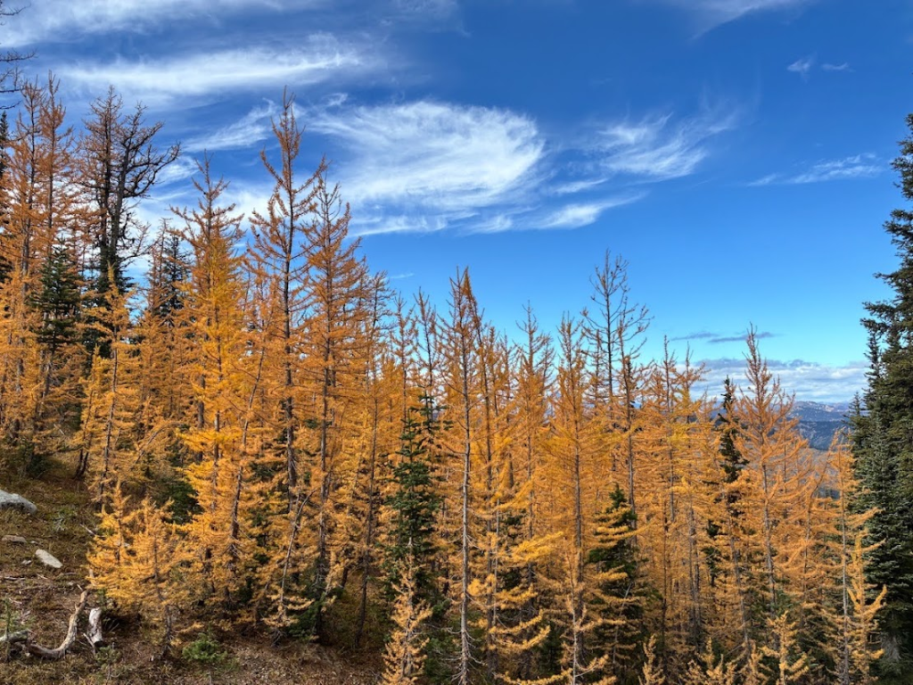 Frosty Mountain Trail Larches
