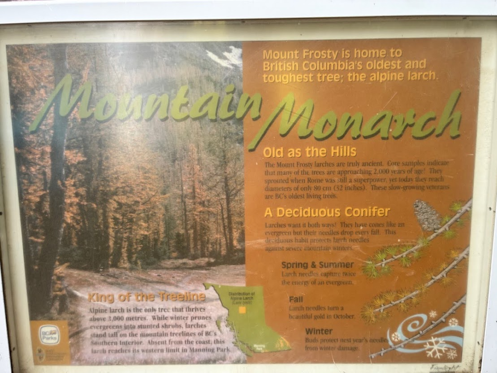 Mountain Monarch Info