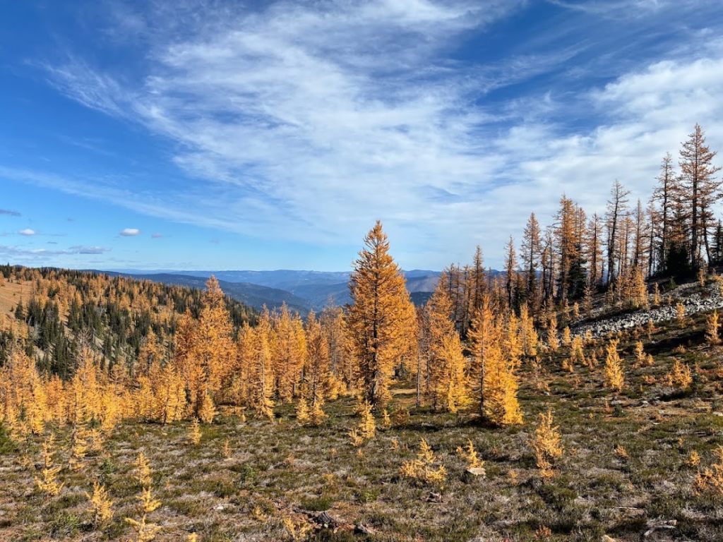 Frosty Mountain Meadows Larches