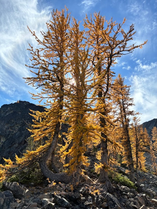 Frosty Mountain Trail Larches