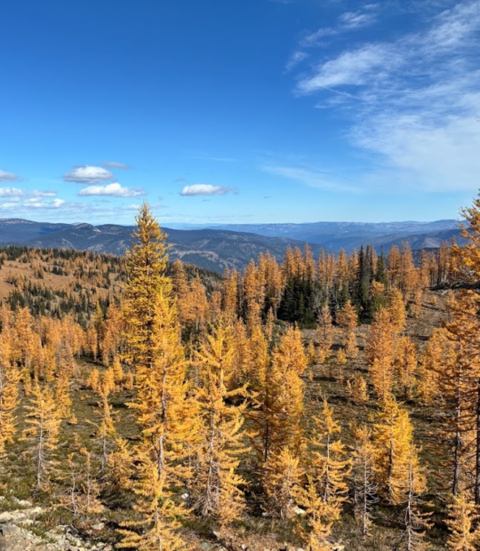 Frosty Mountain Meadows Larches