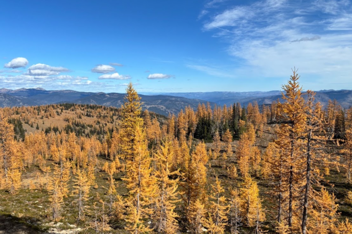 Frosty Mountain Meadows Larches